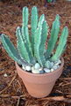 Stapelia Gigantea